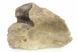 Fossil Ornithischian Dinosaur Partial Bone - Montana #316404-1